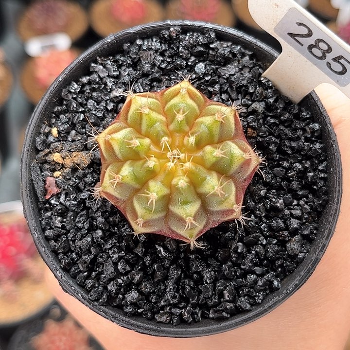 彩色梦想实生 米哈仙人球