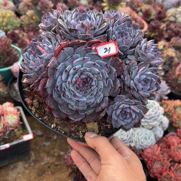 一***过精品多肉植物老桩优选妖姬