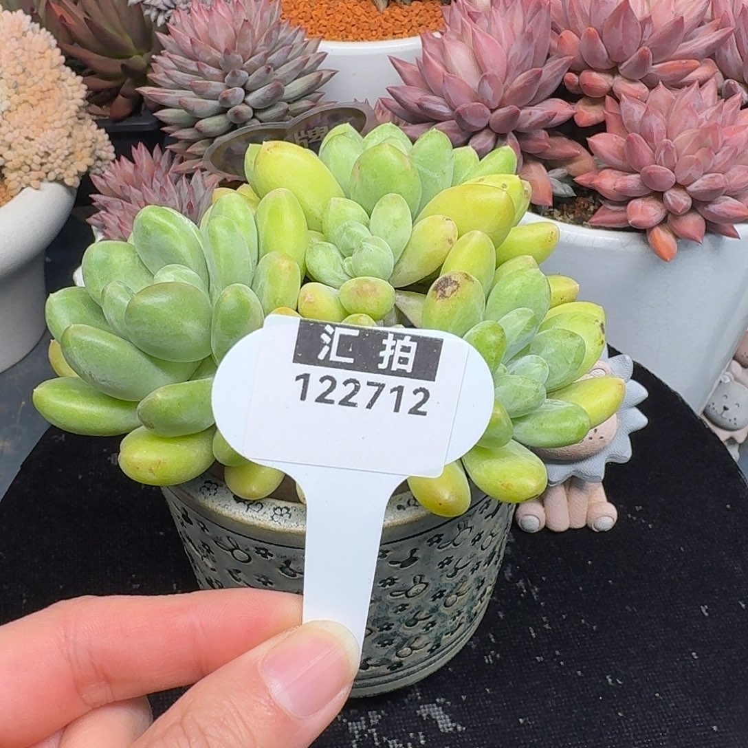 精品多肉植物122712