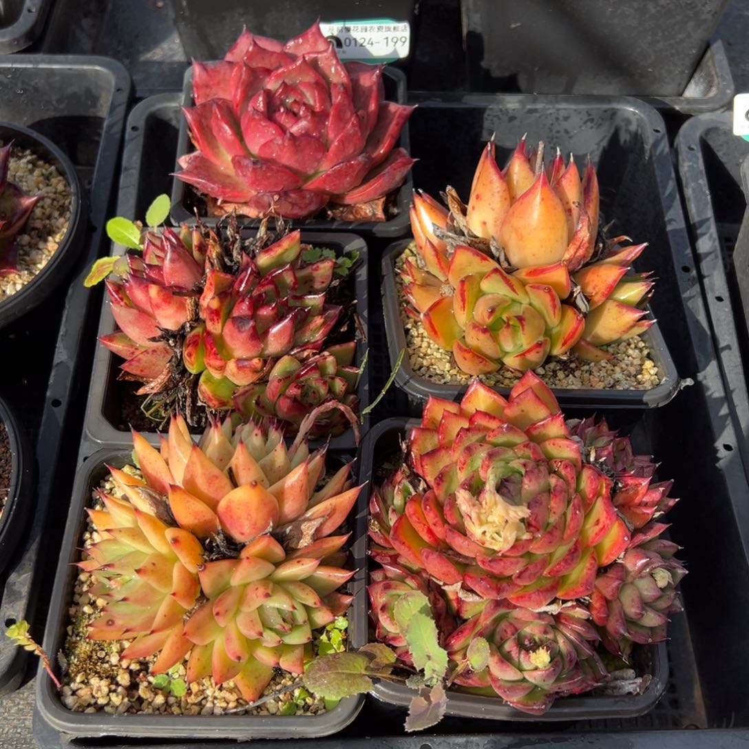 从前慢多肉精选编号0124.199