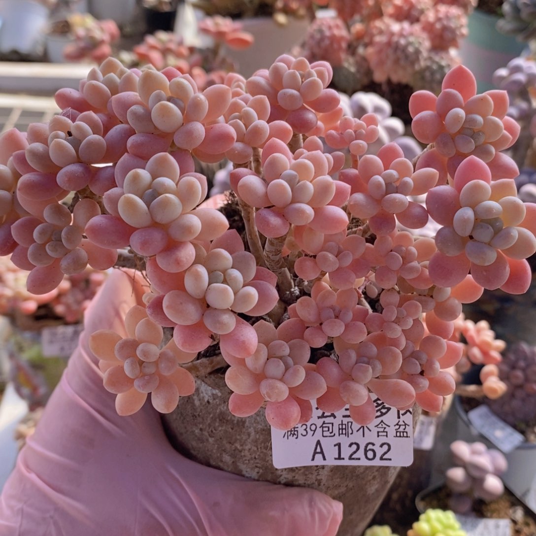 冰淇淋鱼子酱老桩13cm1262多肉植物