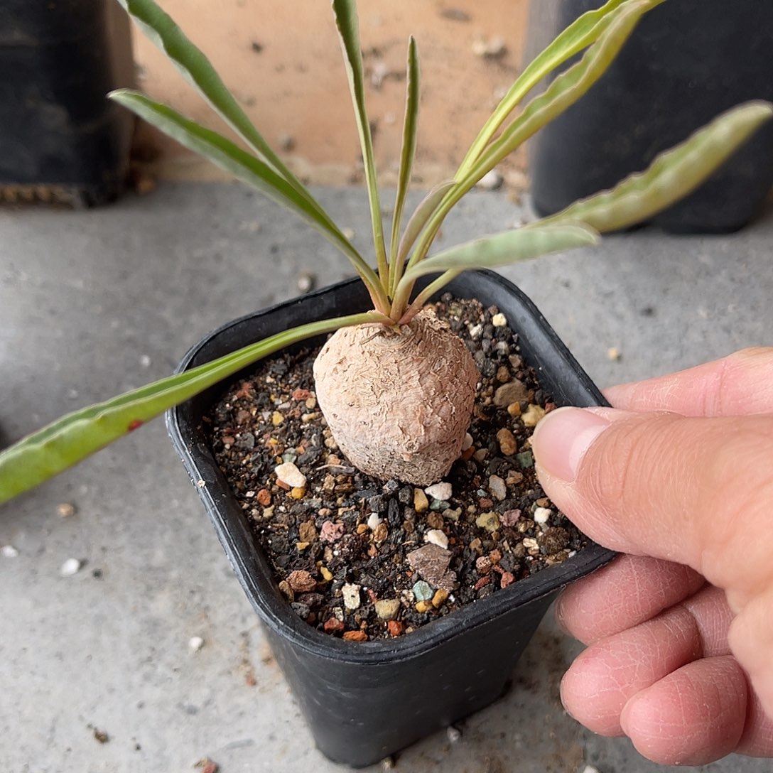 老家产地波涛大戟块根