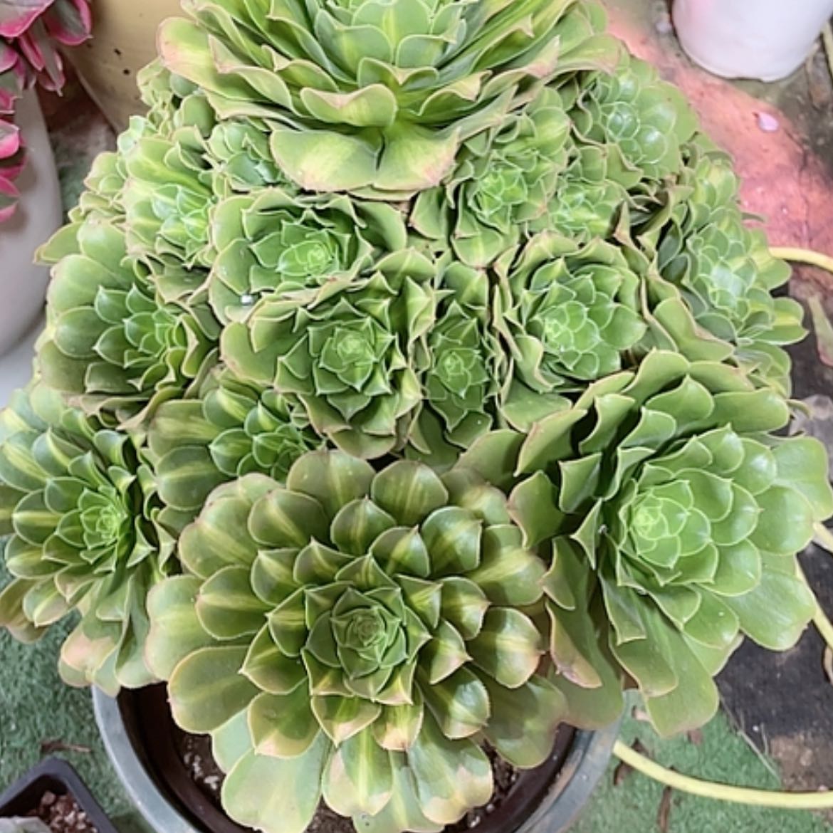 【闪购商品】法师好看也好，养翡翠琉璃