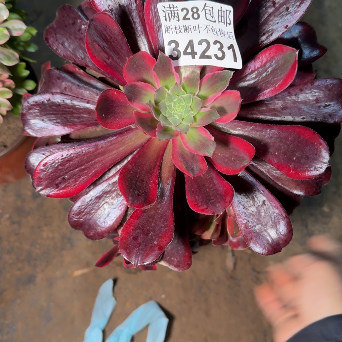 34231蒙娜丽莎多肉植物