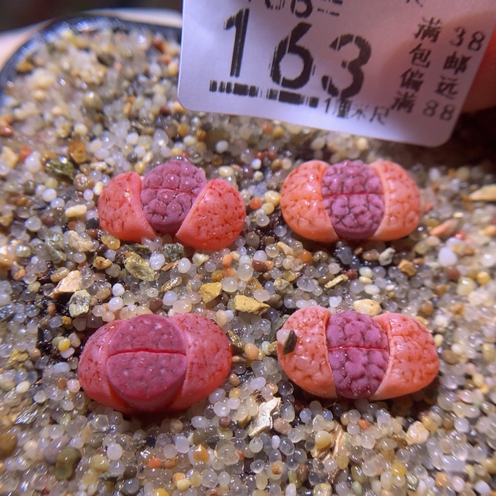 精品生石花38.163阿克