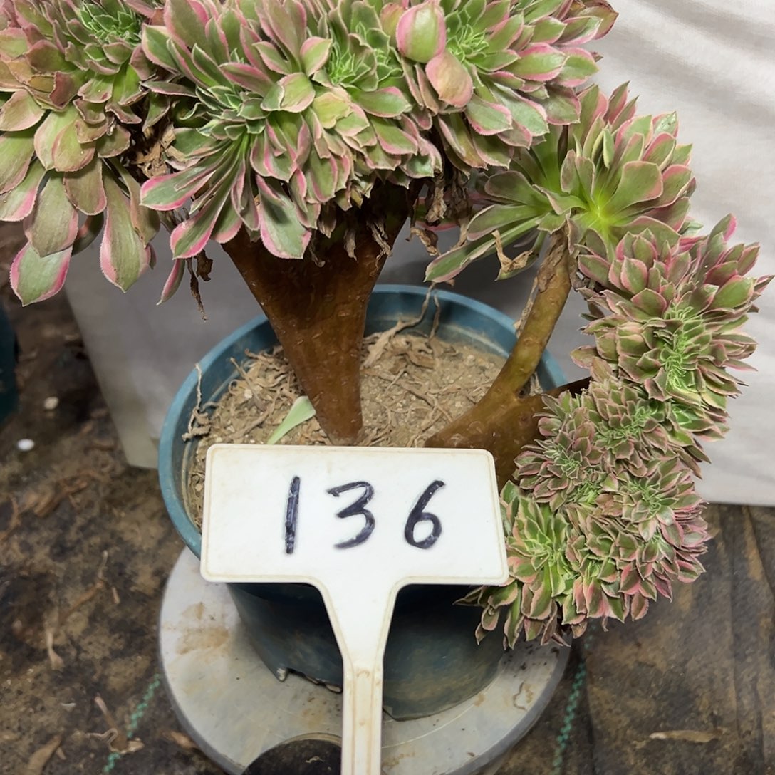 多肉植物女神缀花136