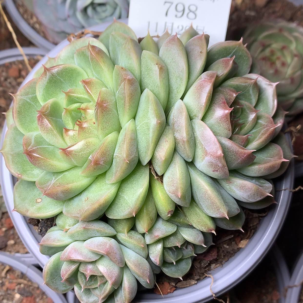 【闪购商品】云798号