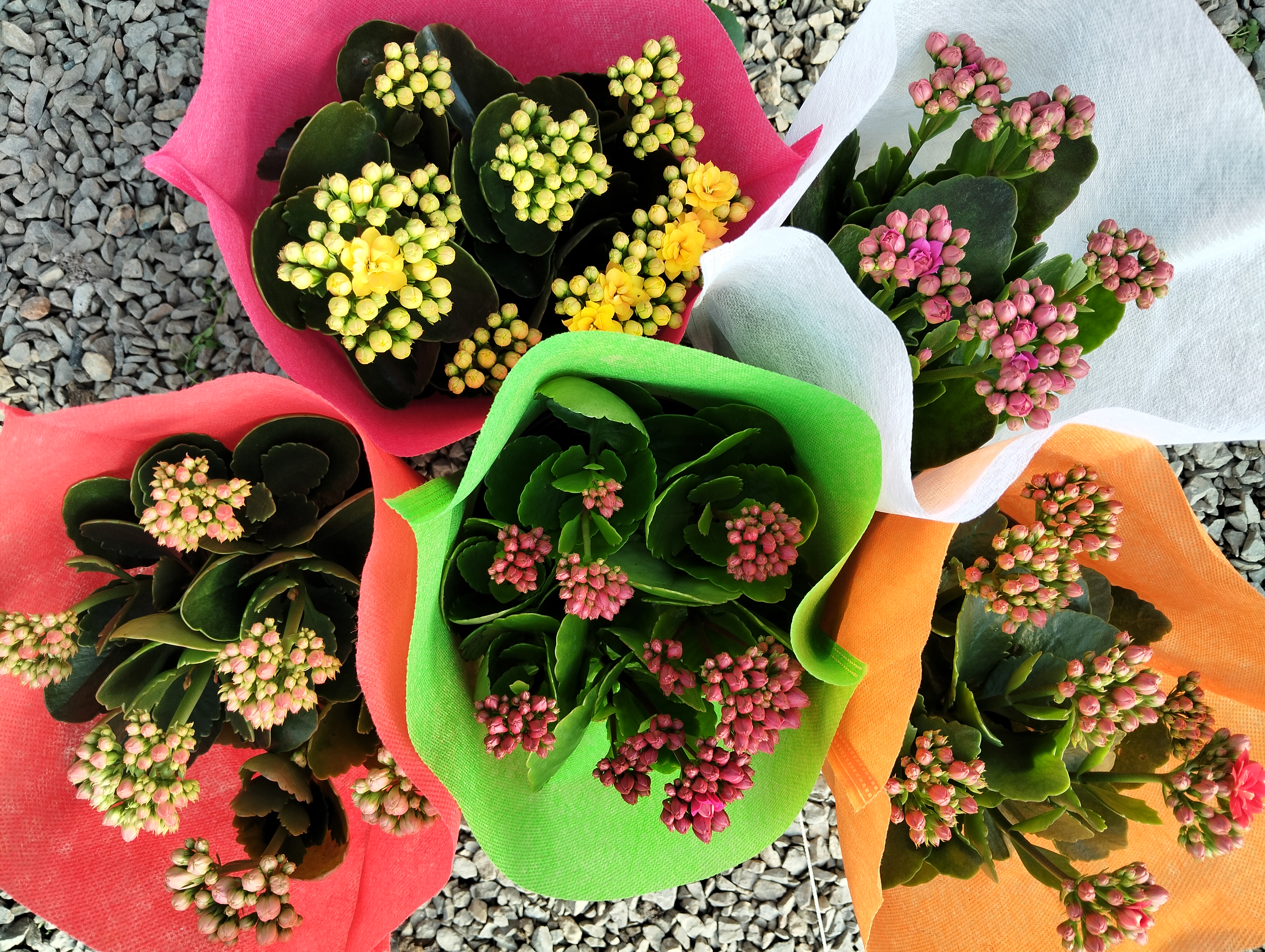 年宵花长寿一个组合5盆五种颜色