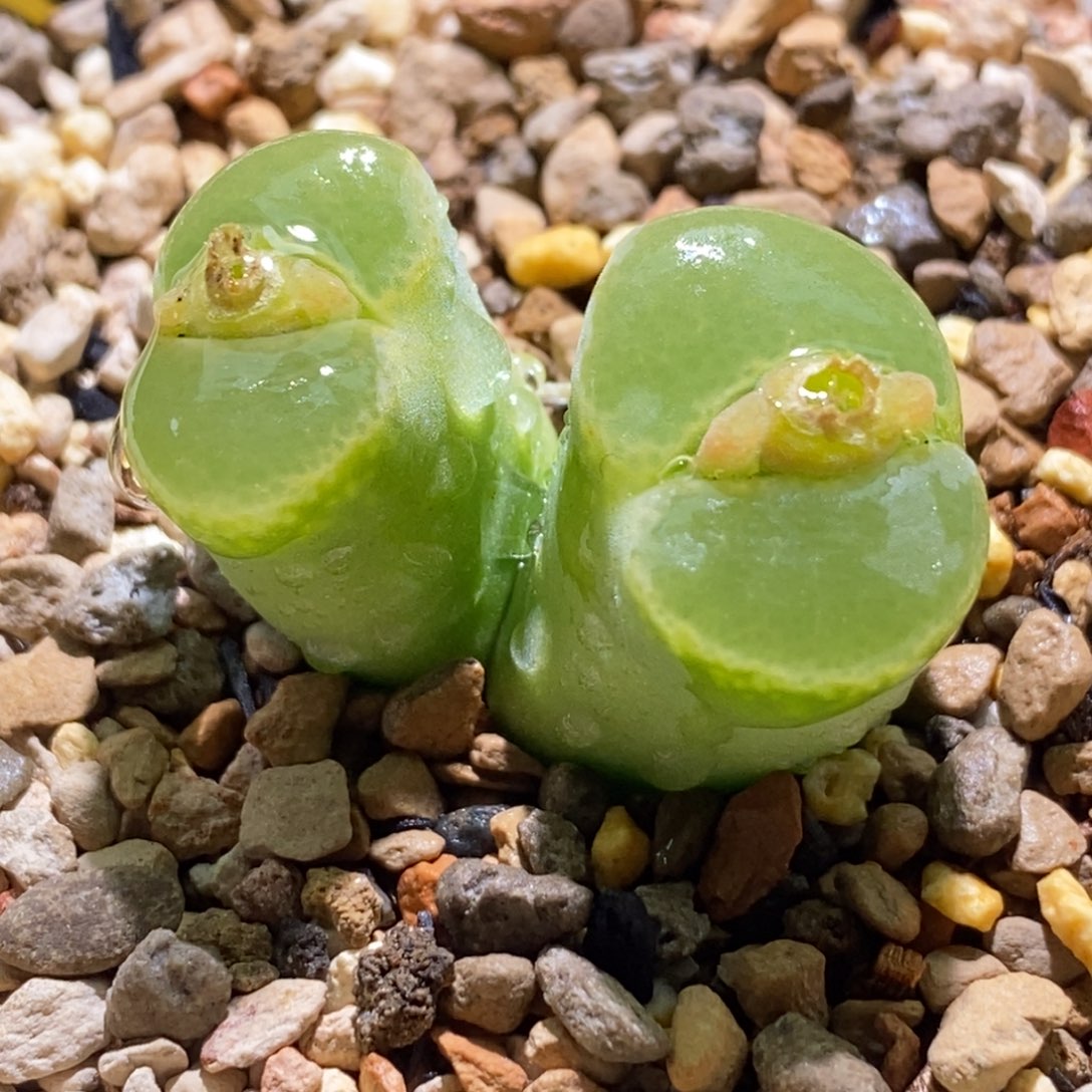 双头大大大大绿安格