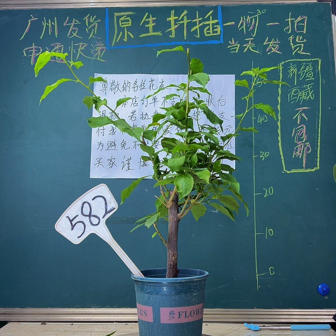 当前无花栽培后可以开花  粗杆 紫罗兰九月  582