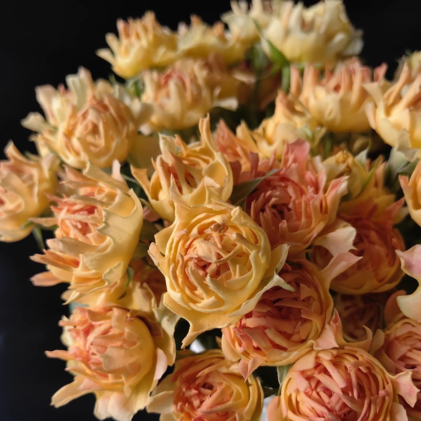 三岁花集--多头玫瑰黄海葵（一单顺丰冷链三单顺丰空运）