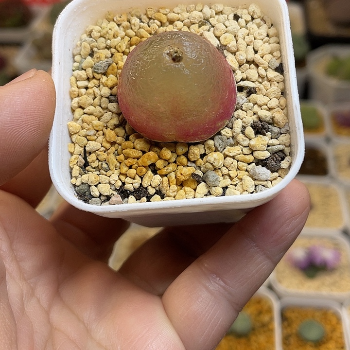 佳人园艺多肉生石花灯泡292