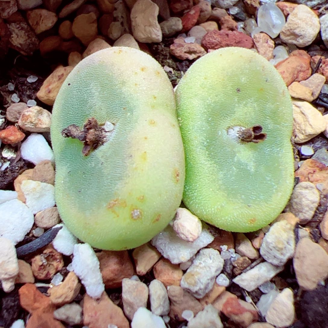 112 优秀的肉肉37