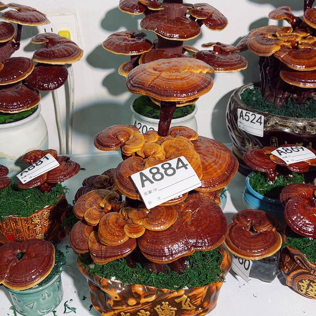 无花朵灵芝盆景884