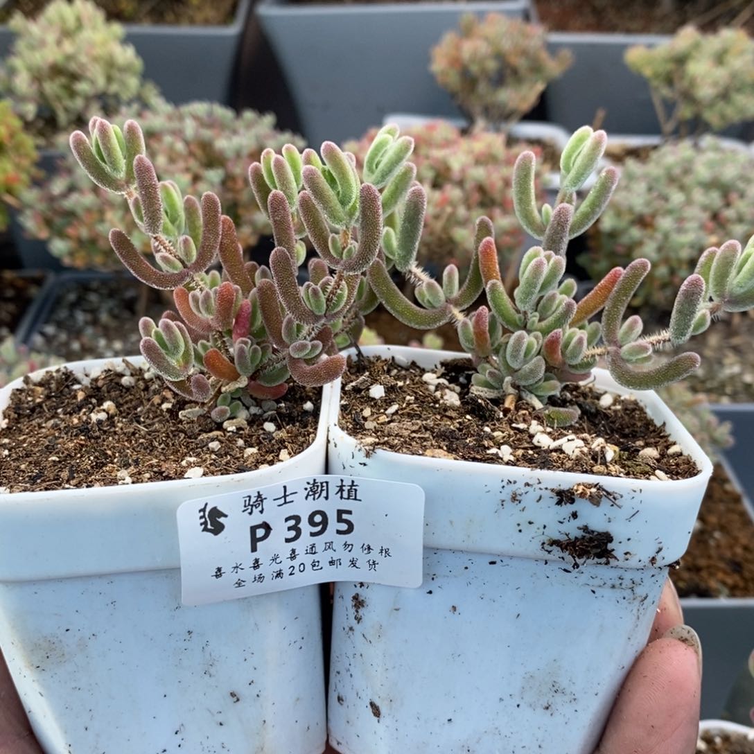 395套餐2颗实生红叶