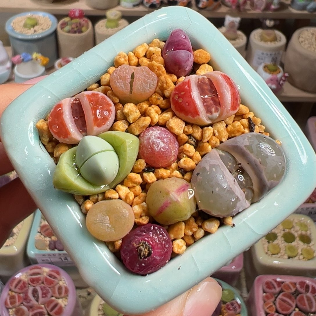 多肉植物112号混合