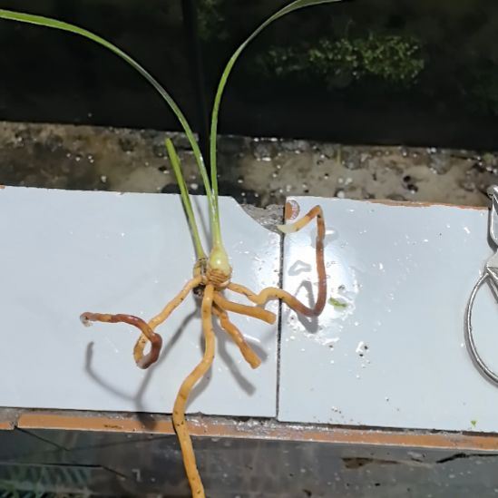 完全开放绿光登梅边艺龙头苗