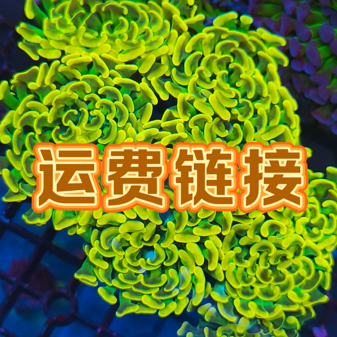 直播间珊瑚包装费运费预收多退少补 发一次收一次