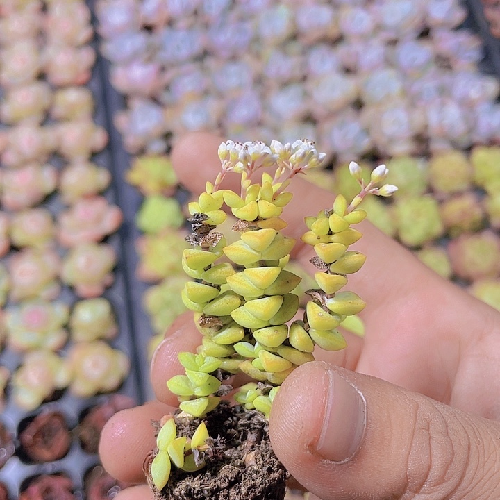 小米星【满10颗包邮】