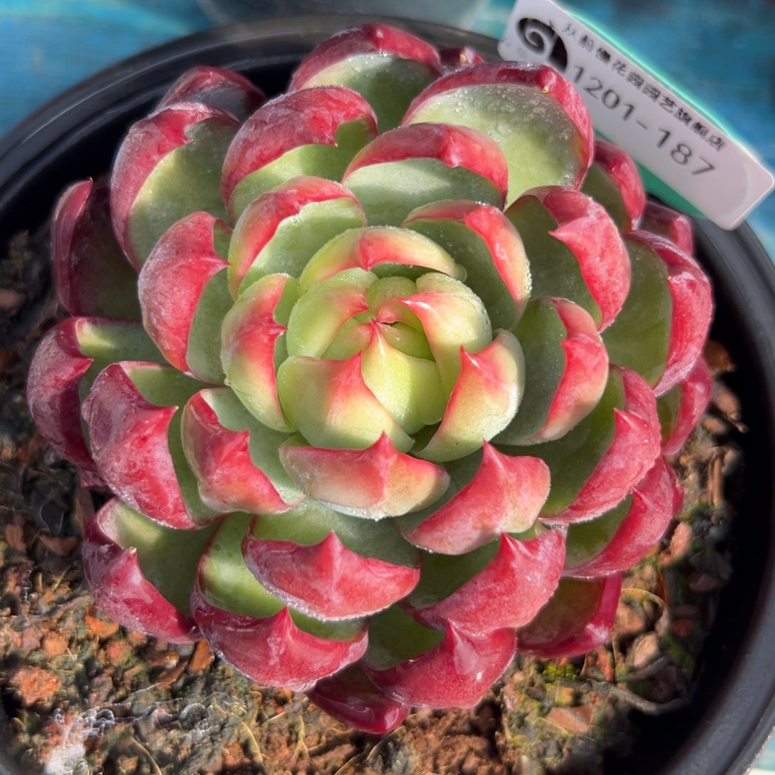 从前慢花园多肉编号1201-187