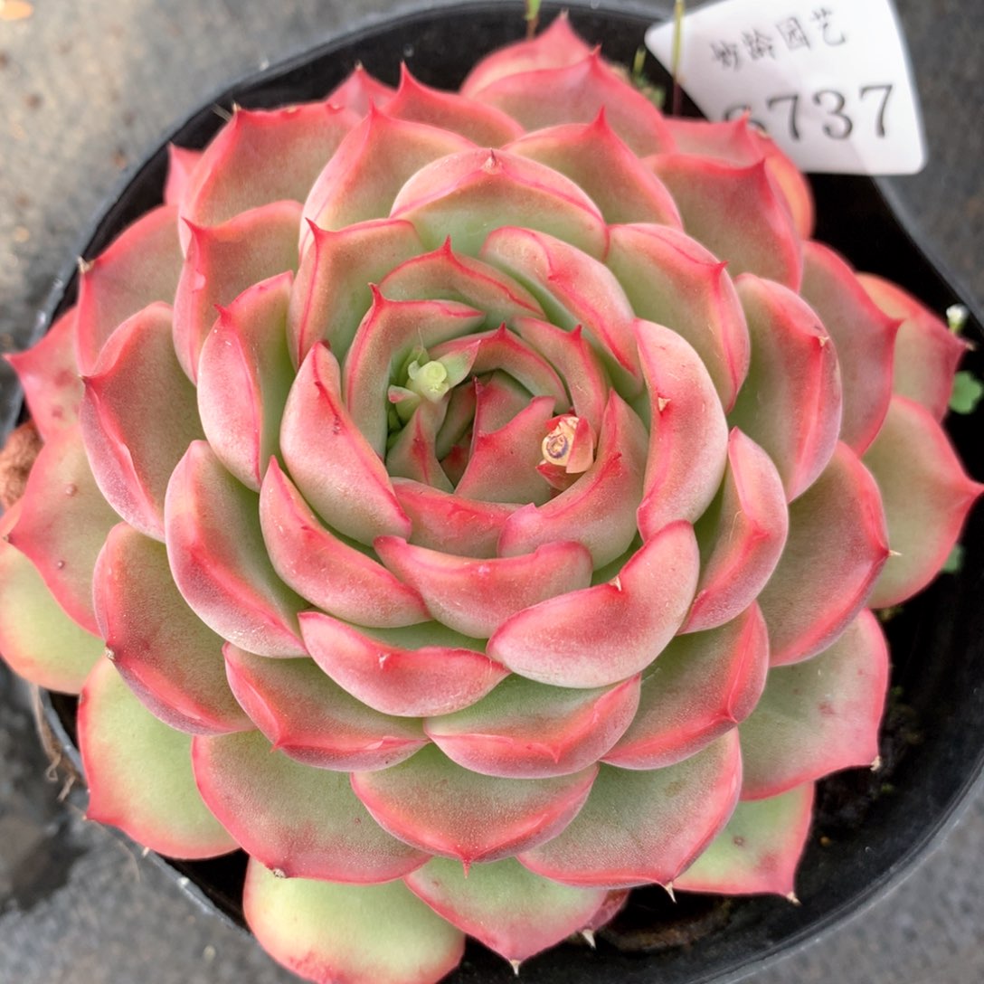 6737杂交多肉植物基地