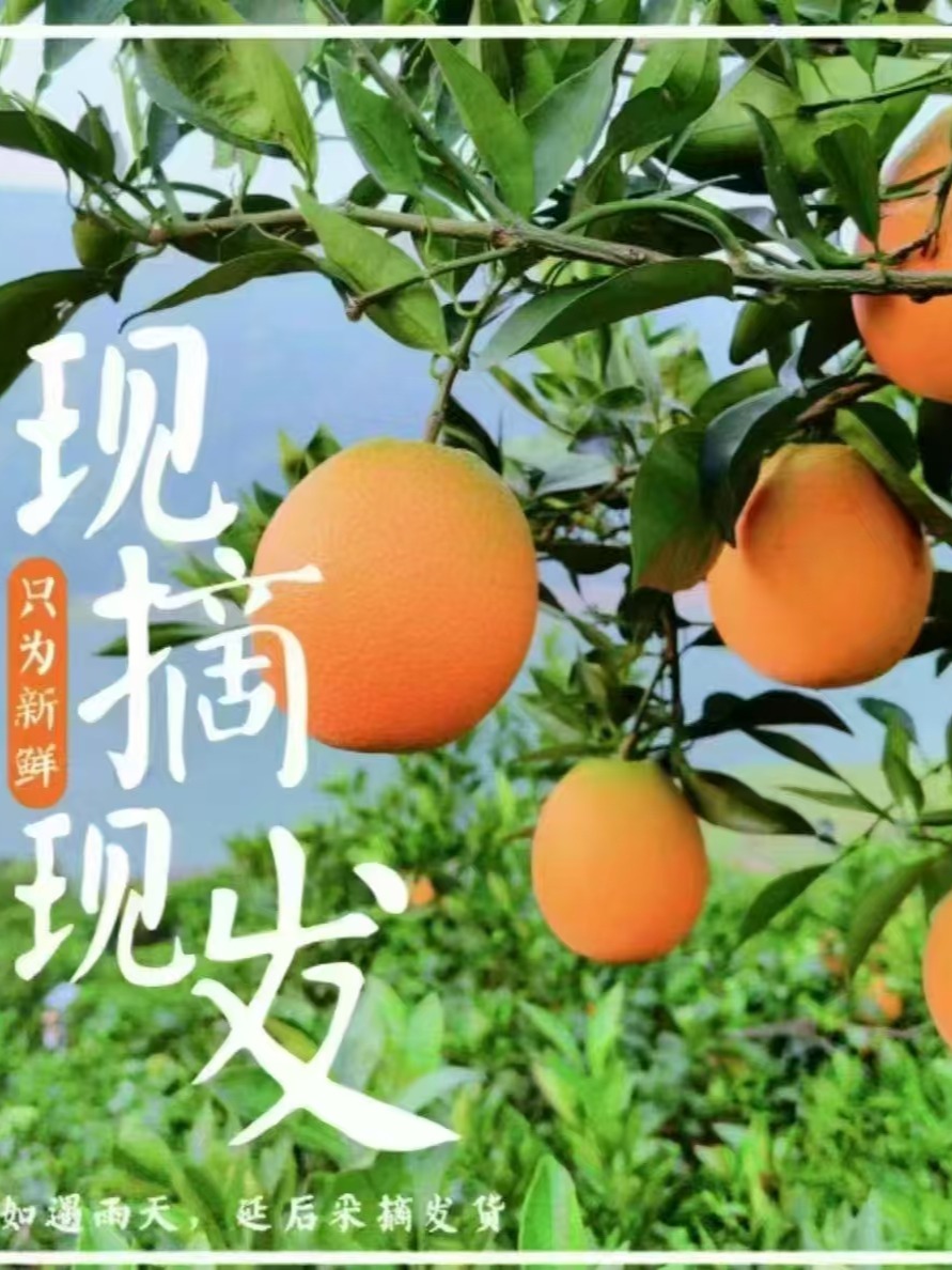 （京东包邮）正宗奉节脐橙草堂产地直发果子现摘现发（纽荷尔）