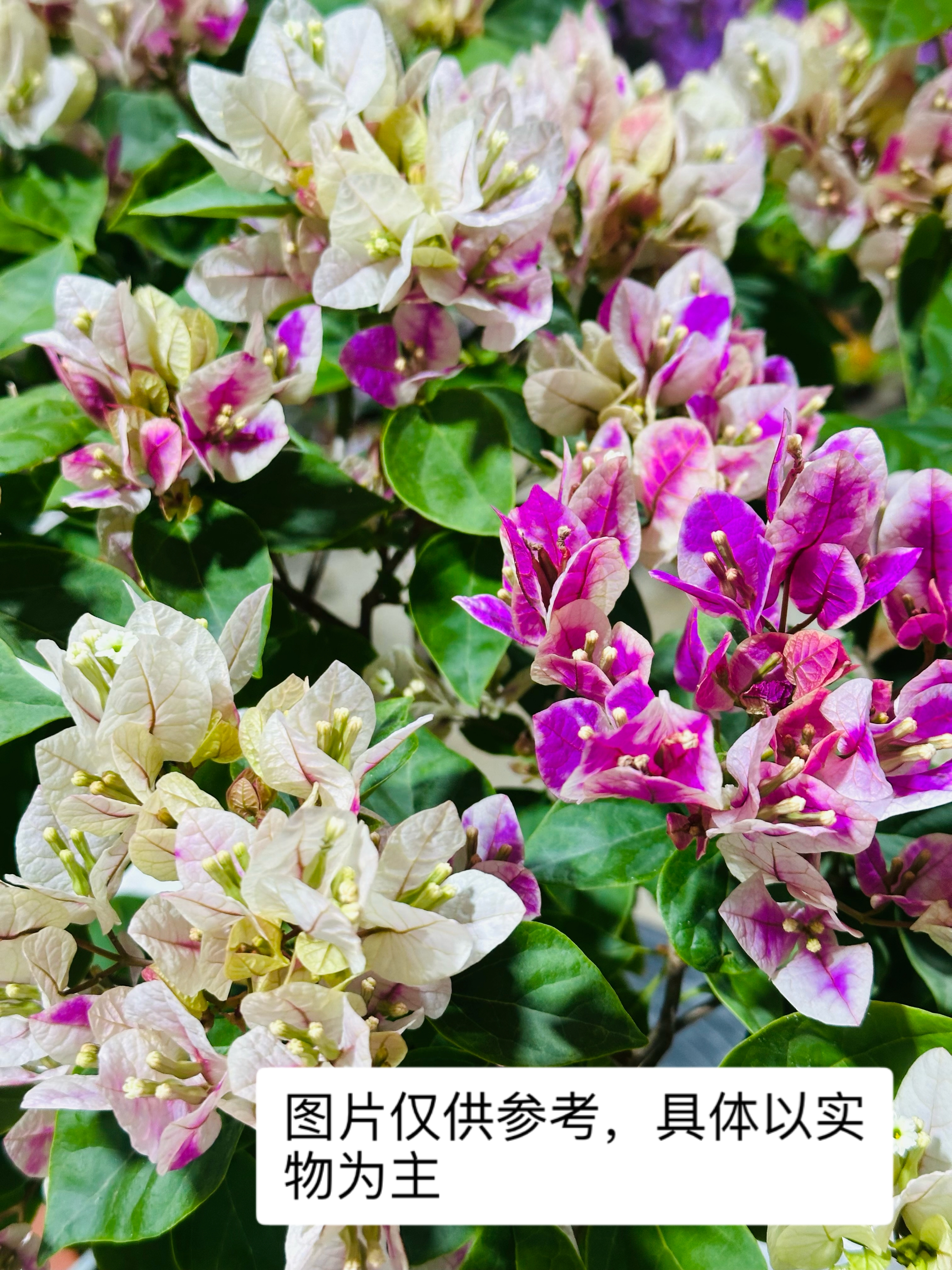 【漳红樱】三角梅，按照主播所说价格付款拍错价格随机发