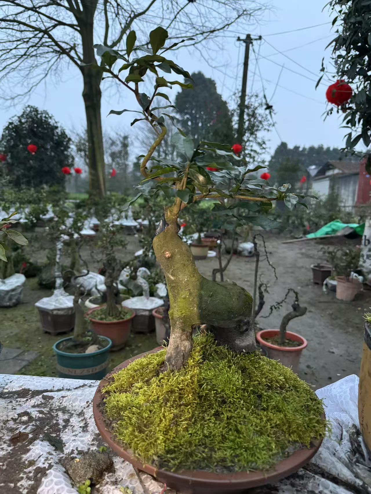 金弹子一物一拍盆景