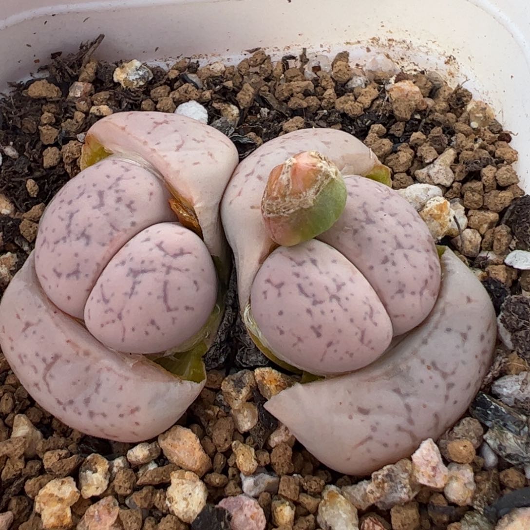 粉曲带盆多肉植物百科