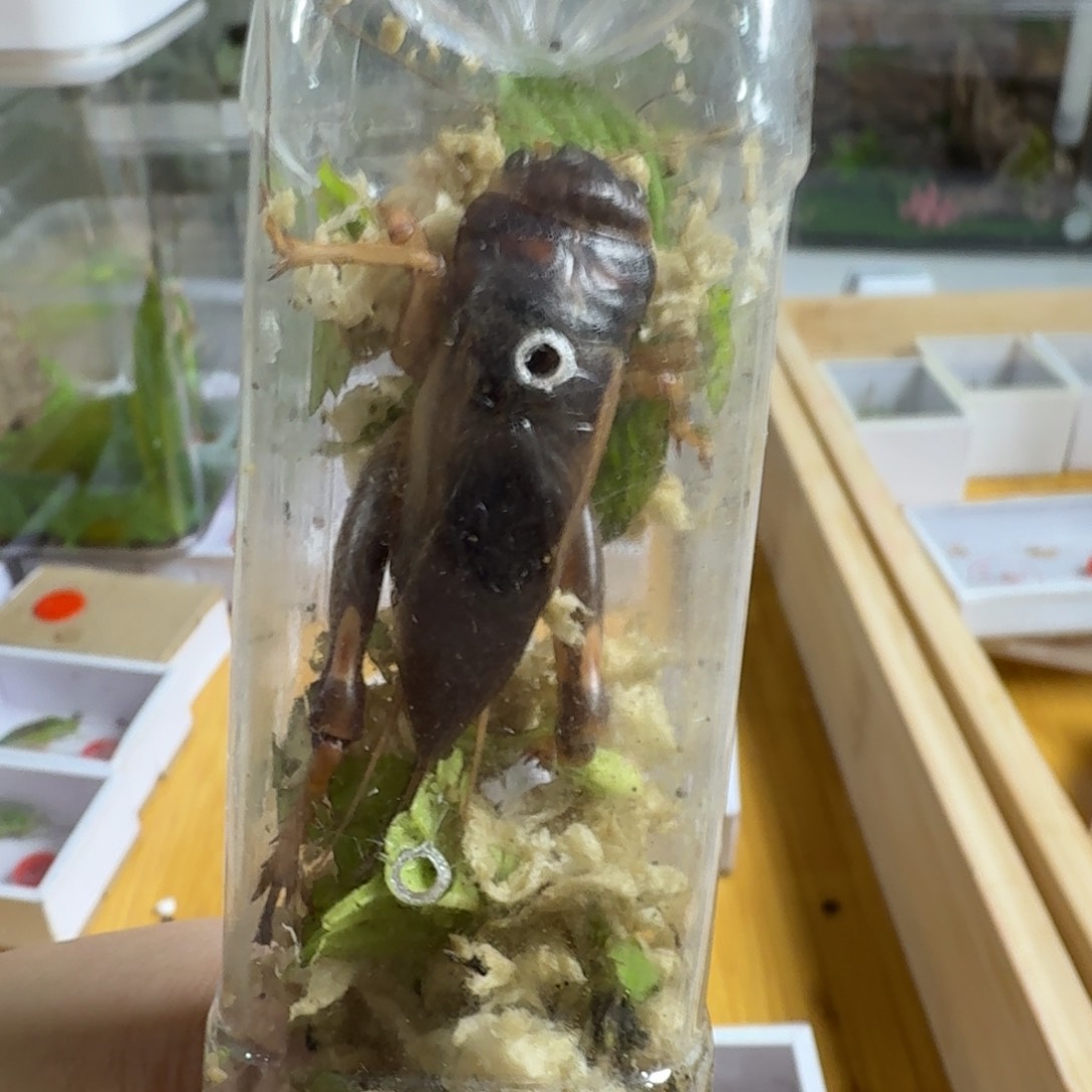 一个花生大蟋好玩