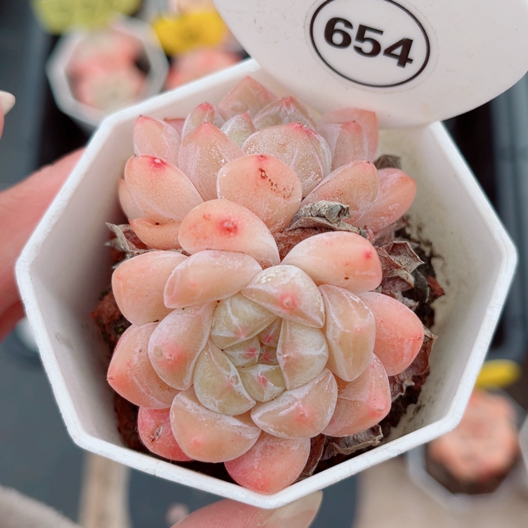 654号小老桩糖心双头