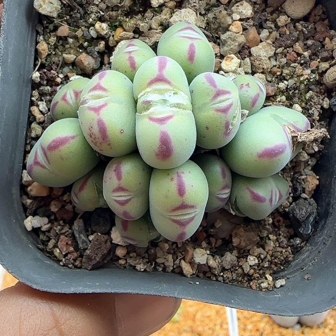 口笛杂交。   33627