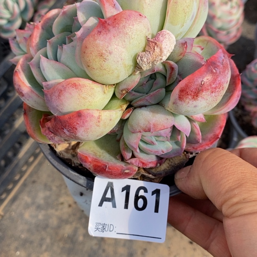 【闪购商品】E*a多肉植物