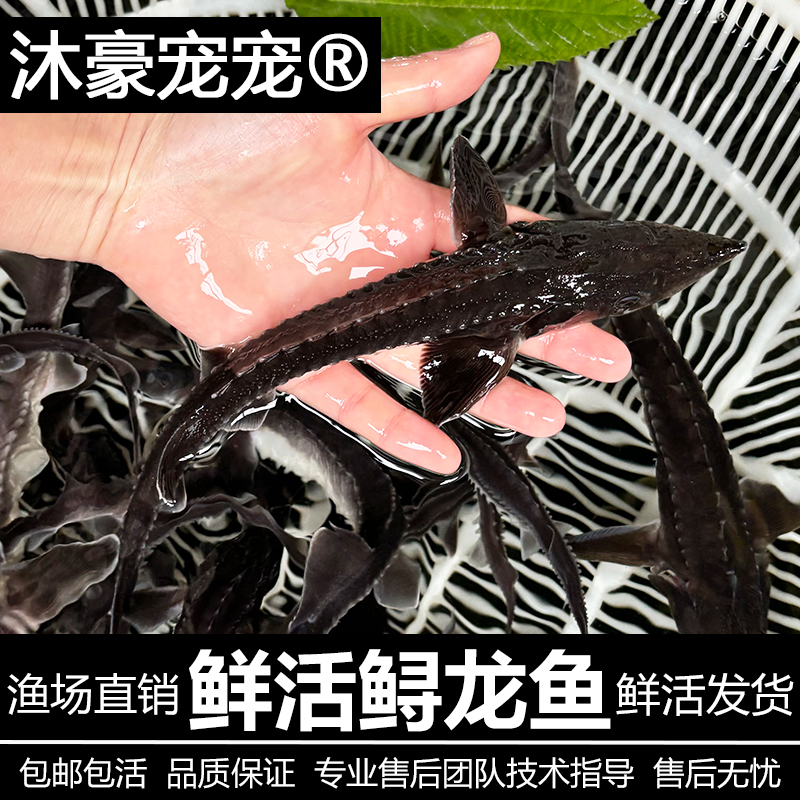 沐豪宠宠【运营推荐】鲟龙鱼观赏鱼冷水淡水鱼清道夫好看好养宠物鱼