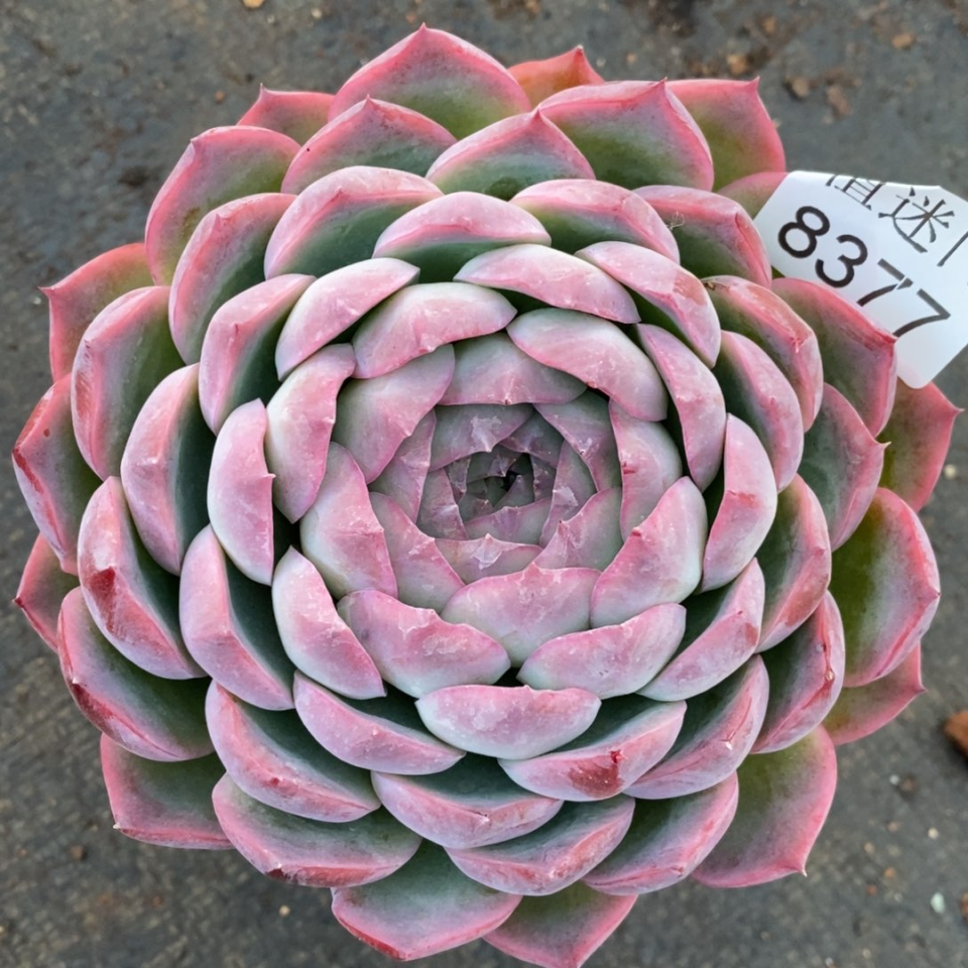 时***初杂交精品多肉8377~12厘米