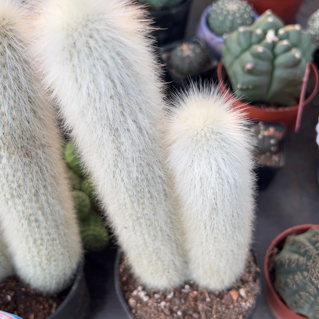 鼎***┑瑕疵随机一颗。    