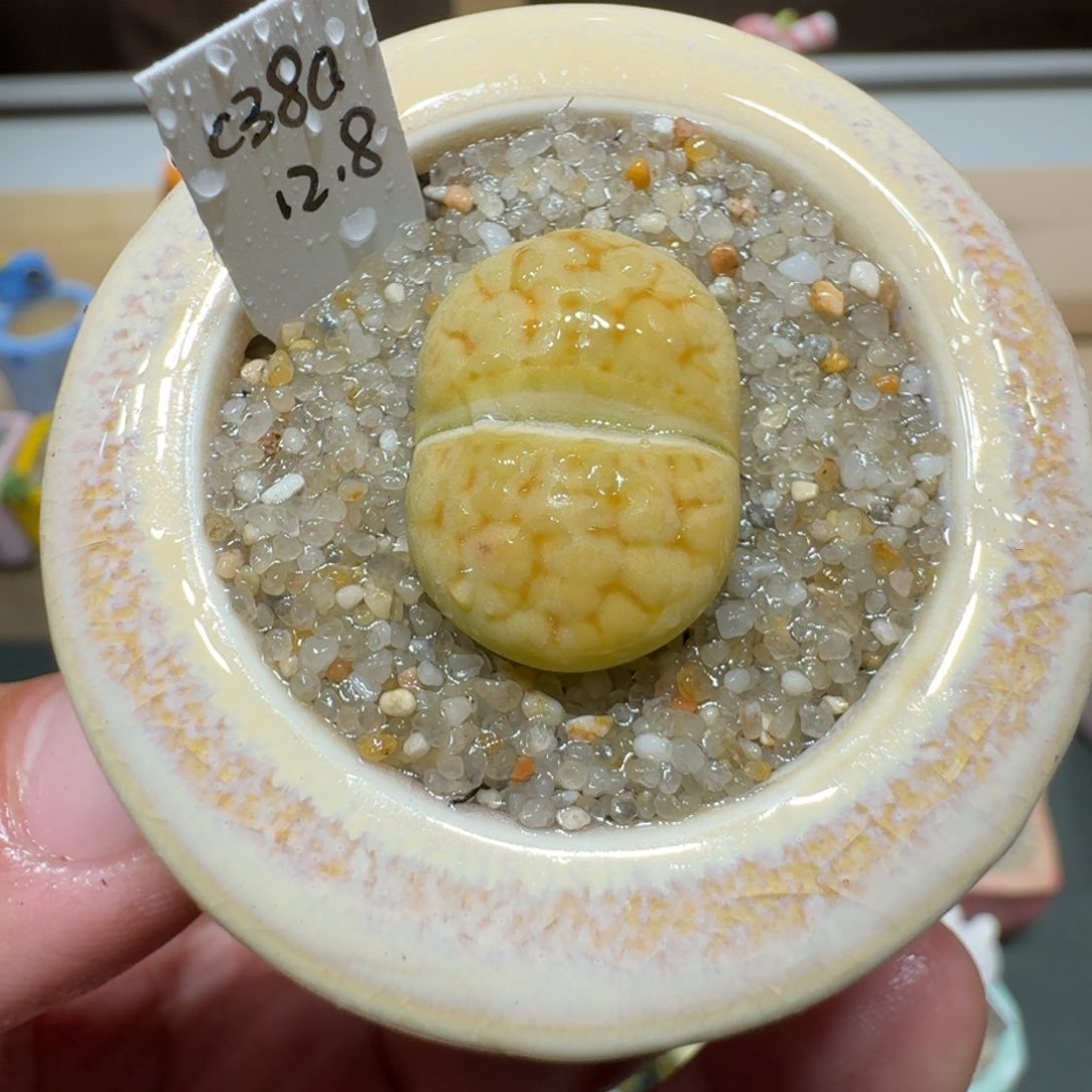 红陶蘑菇469黄绿富贵