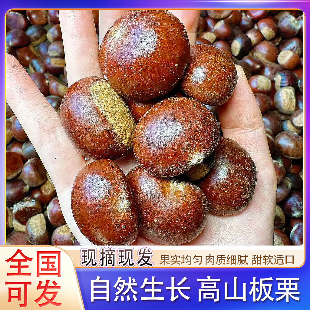 广西高山板栗油板栗超大果自然成熟全国可发