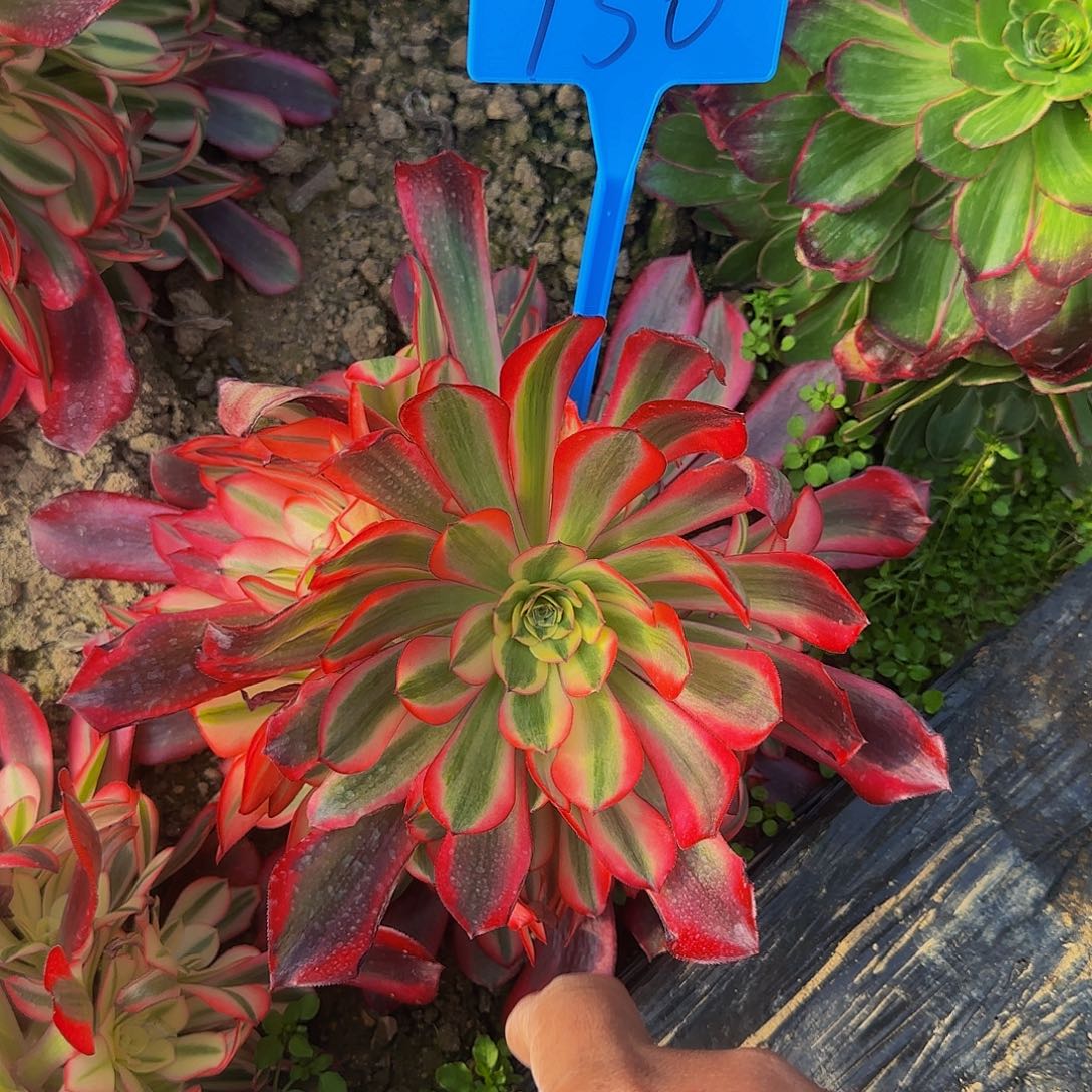 150美杜莎哦哦哦哦