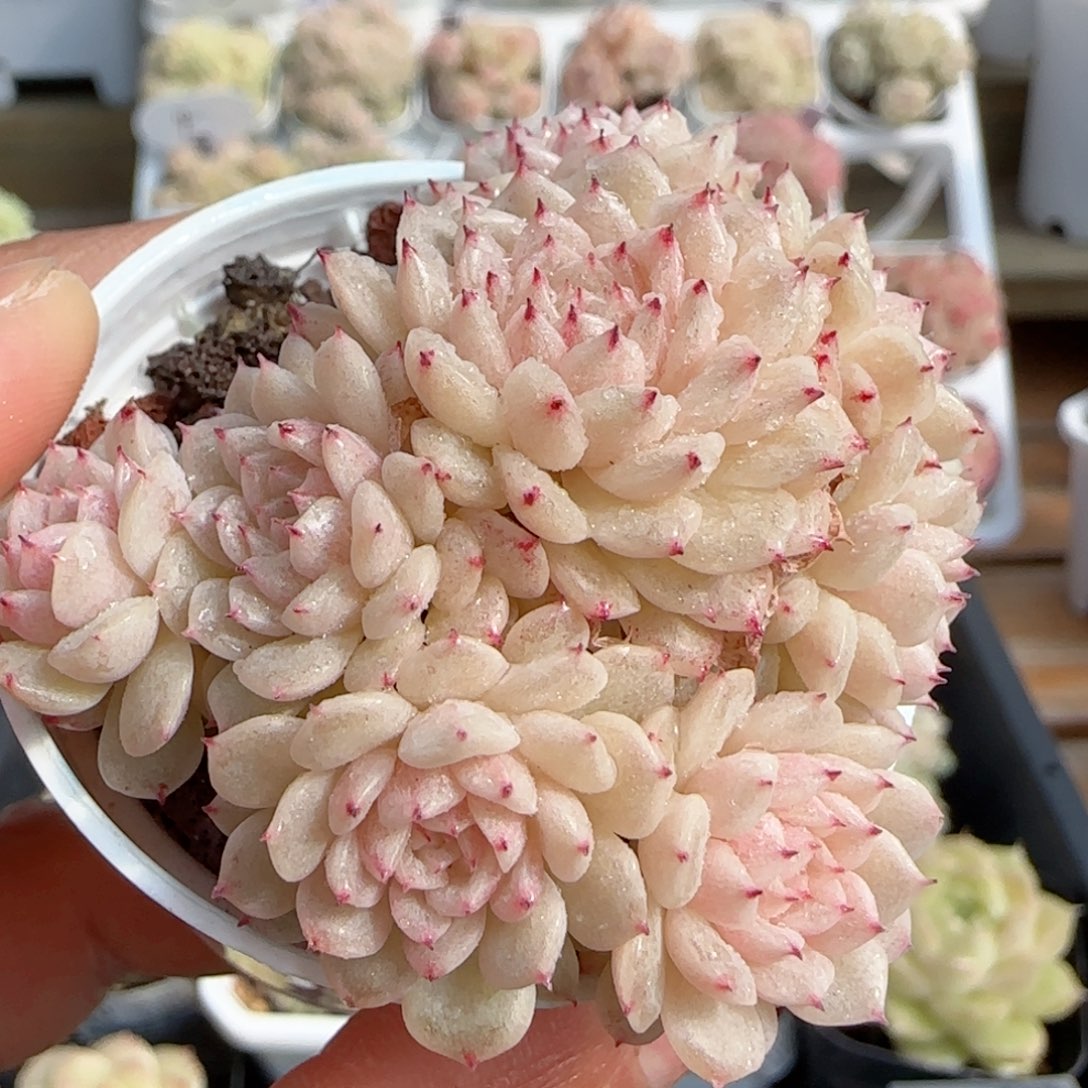 【闪购商品】0124-80小魔仙优选