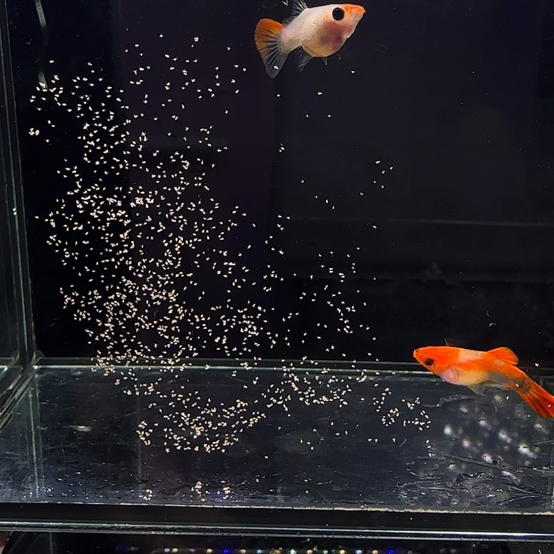 孔雀鱼深海蓝玻璃猫一对