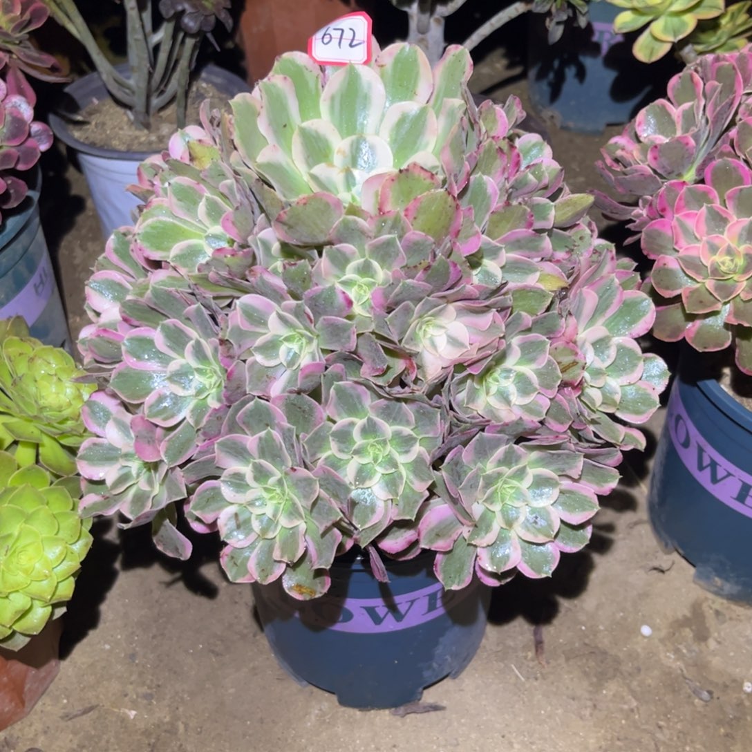 672多肉植物男神法师