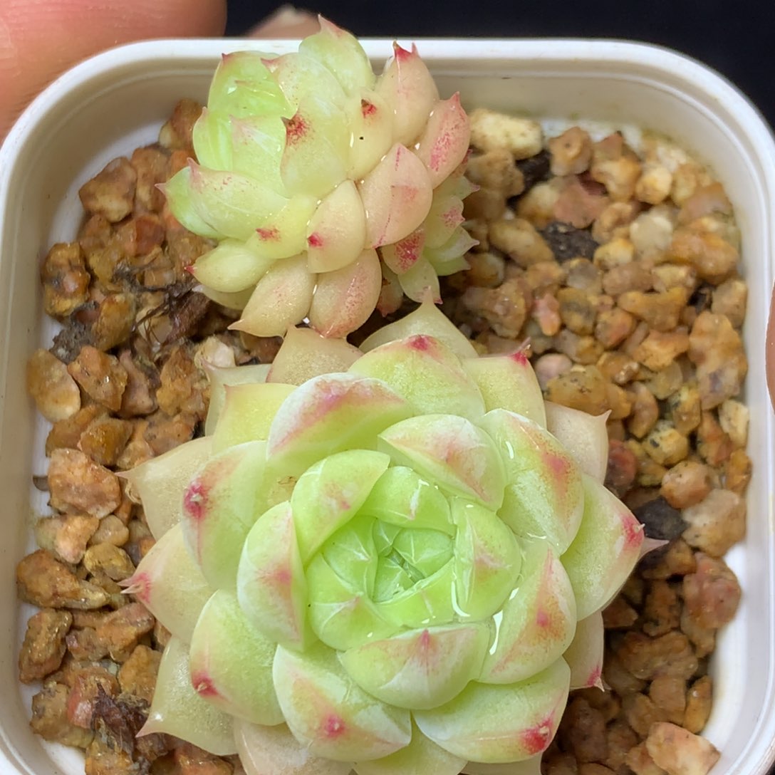 21 精品多肉一物一拍