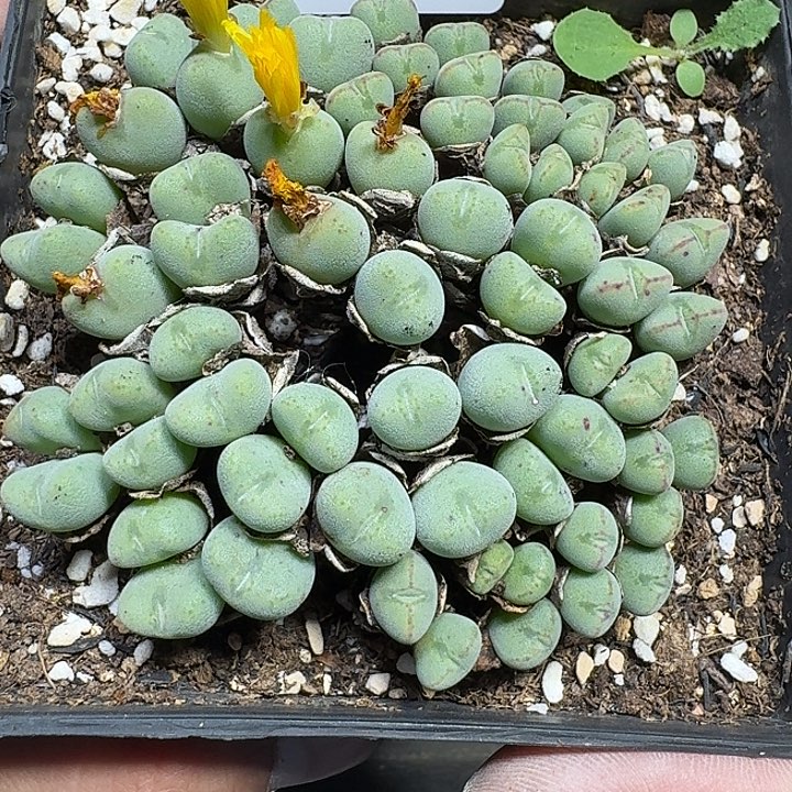 257 多肉植物多肉植物