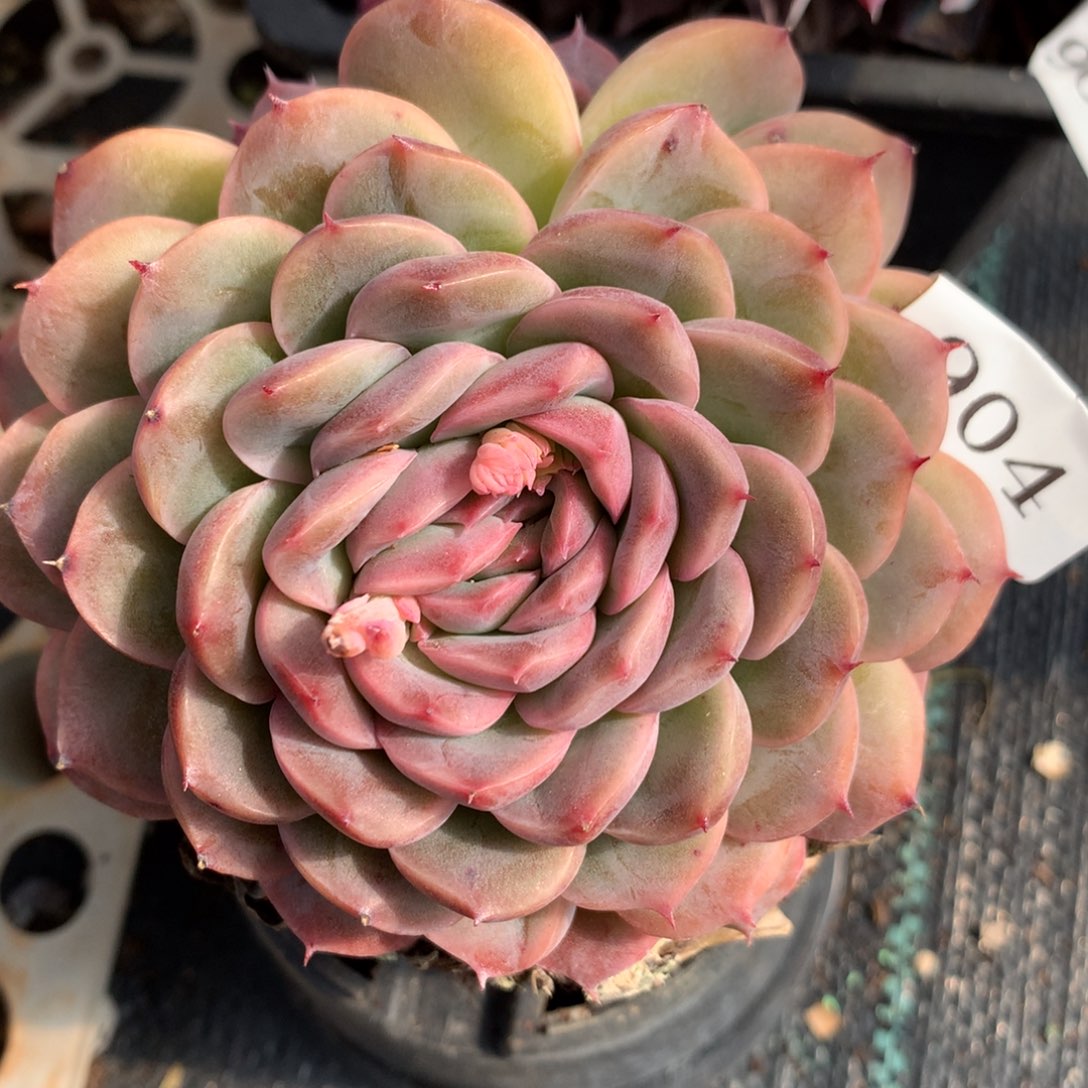  904新年快乐发发发