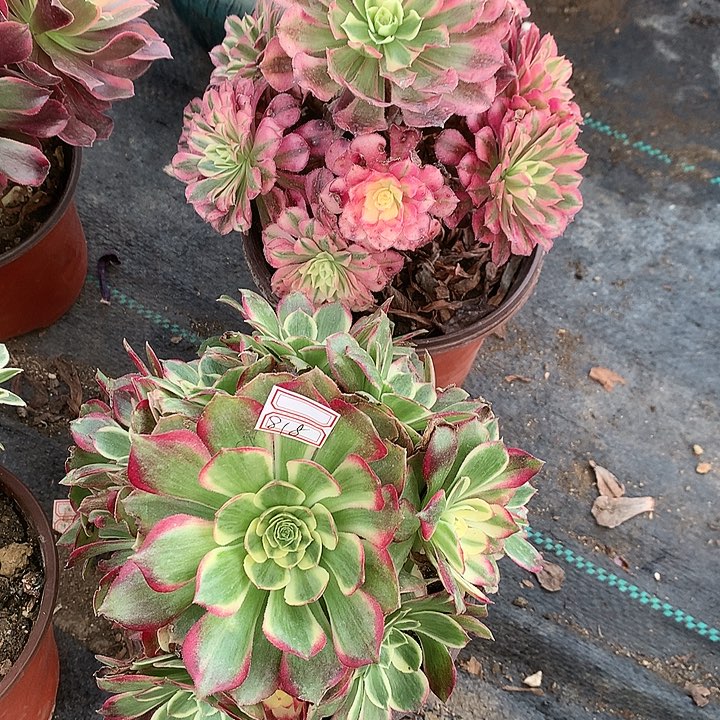 818两颗多肉植物