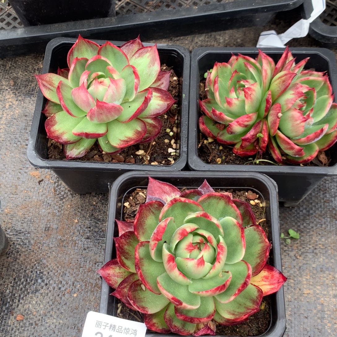 圆***^3442一物一拍3颗不售后