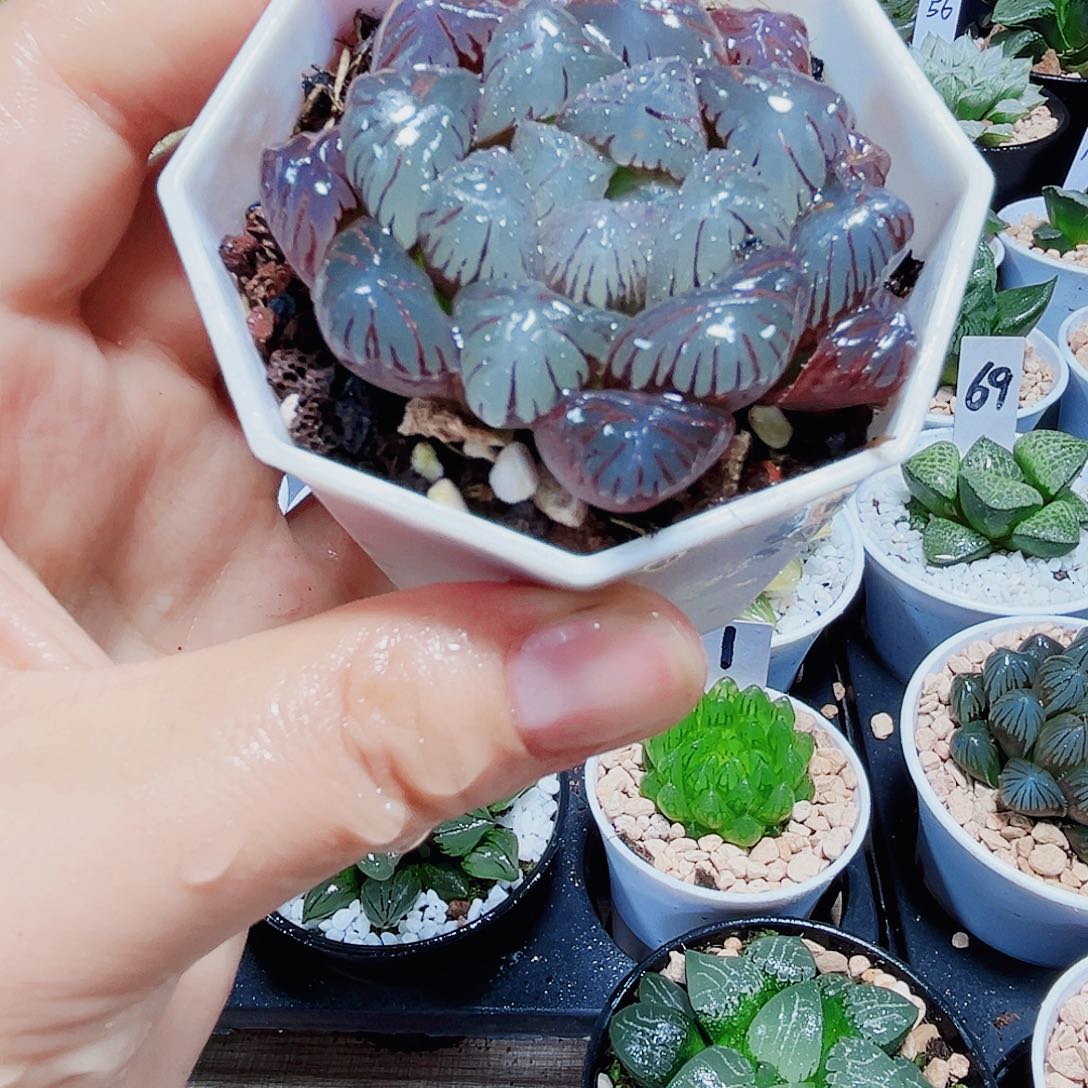 粉果冻多肉植物666