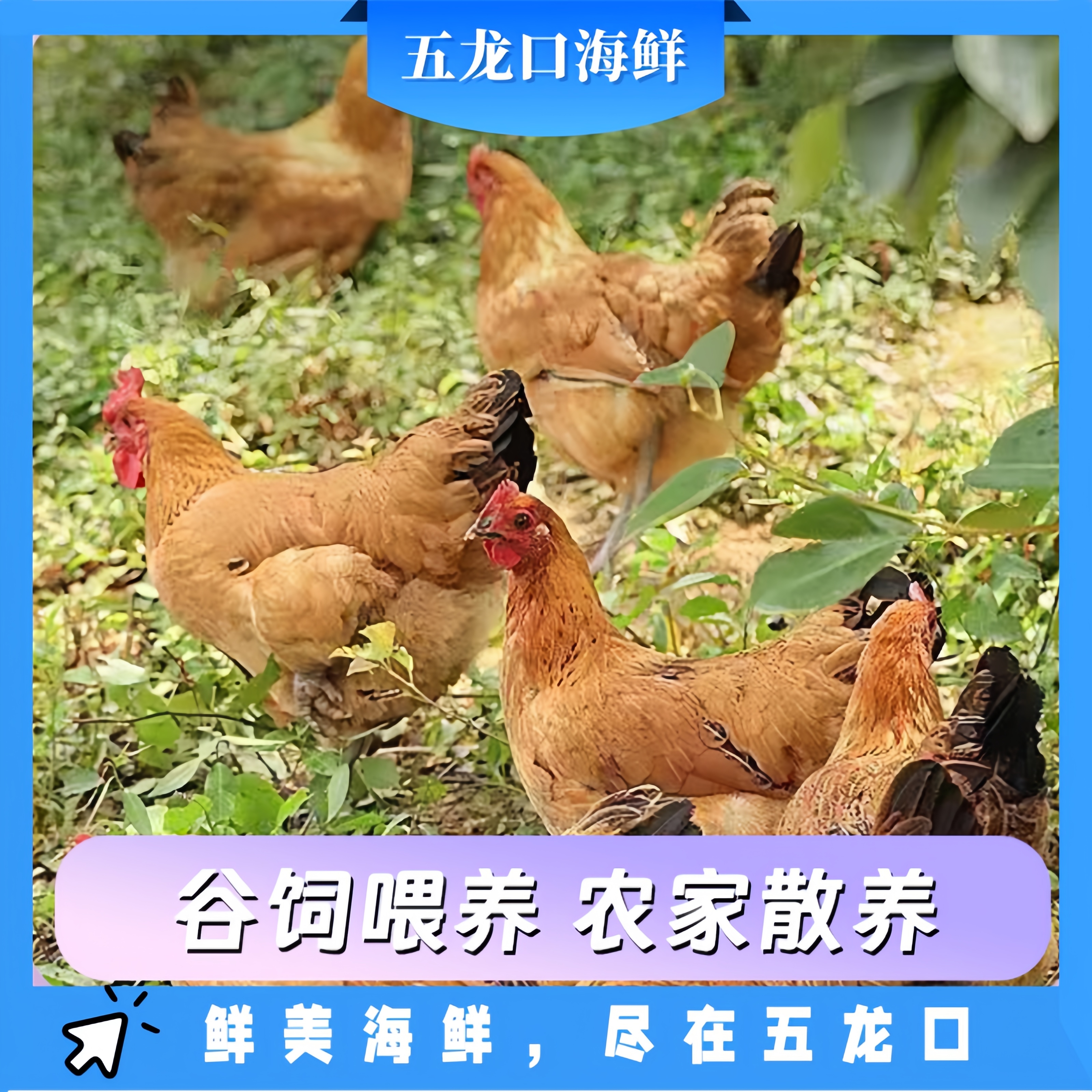 老母鸡散养3斤 次日达到家 500天以上散养 谷物饲养鸡肉同城送烧烤食材