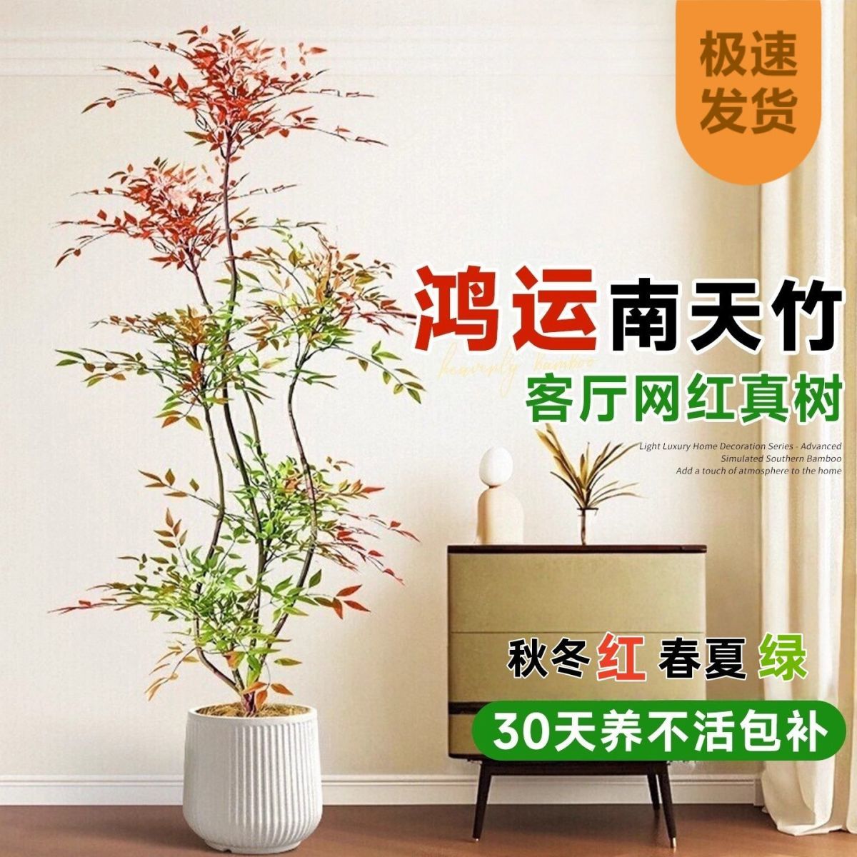 高端南天竹一物一拍新手小白且可种植大型客厅办公室阳台